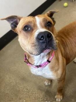Sandy -  Pit Bull Terrier Dog for Adoption in Cleveland, Ohio - Sandy | PetCurious