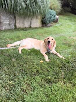 Mika -  Golden Retriever Dog for Adoption in Thornwood, New York - Mika | PetCurious