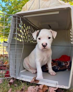 Rescue Coonhound and Pit Bull Terrier Dogs for Adoption in Grand Haven, Michigan - Angel | PetCurious