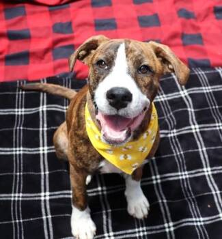 Petty -  Mixed Breed Dog for Adoption in Athens, Georgia - Petty | PetCurious