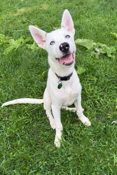 Loup -  Husky Dog for Adoption in Delson, Quebec - Loup | PetCurious