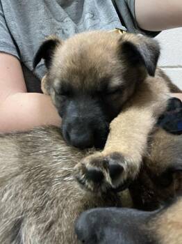 Belgian Shepherd Malinois Dogs Available for Adoption in Imlay City, Michigan - Geo Pups Citrine - Located In Florida | PetCurious