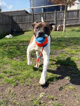 Kipp - ADOPTABLE -  Mastiff Dog for Adoption in Chilliwack, British Columbia - Kipp - ADOPTABLE | PetCurious