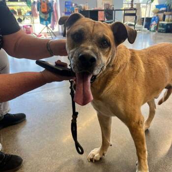 Rusty -  American Staffordshire Terrier Dog for Adoption in Kingman, Arizona - Rusty | PetCurious