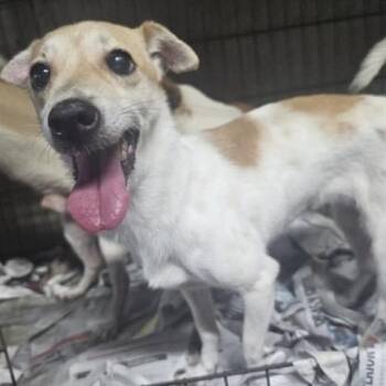 Rescue Chihuahua Dogs for Adoption in San Juan, San Juan - Vilma | PetCurious