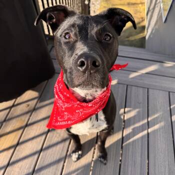American Staffordshire Terrier and Australian Cattle Dog Blue Heeler Dogs Available for Adoption - Bean  | PetCurious