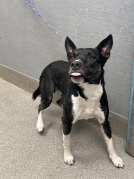 STIMEN -  Pit Bull Terrier and Mixed Breed Dog for Adoption in Las Vegas, Nevada - STIMEN | PetCurious