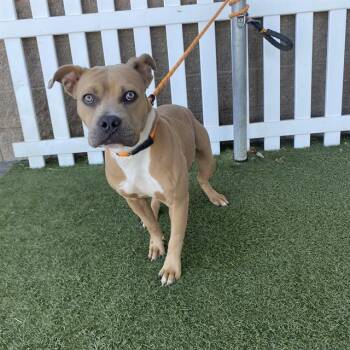 DANA -  Pit Bull Terrier and Mixed Breed Dog for Adoption in Modesto, California - DANA | PetCurious