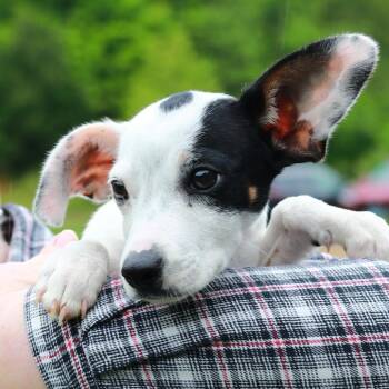 Jack Russell Terrier and Chihuahua Dogs Available for Adoption in Stormville, New York - CT Finn | PetCurious