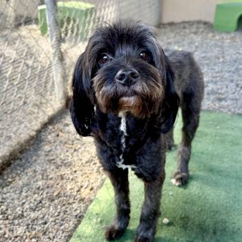 Terrier Dogs Available for Adoption - Walden | PetCurious