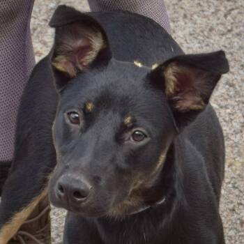 Rescue German Shepherd Dog Dogs for Adoption in Huntley, Illinois - Beryll | PetCurious