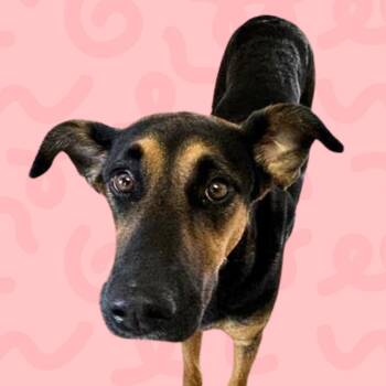 Nala -  Doberman Pinscher and Shepherd Dog for Adoption in Reno, Nevada - Nala | PetCurious