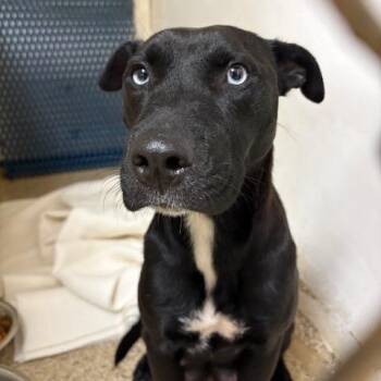Black Labrador Retriever Dogs Available for Adoption in Donalsonville, Georgia - Gemma | PetCurious