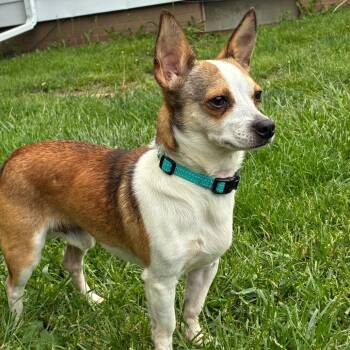 Chihuahua Dogs Available for Adoption in Edwards, Illinois - Neri | PetCurious