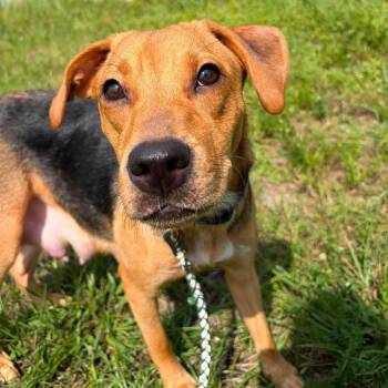 Nora (Willow) -  Hound Dog for Adoption in Pinellas Park, Florida - Nora (Willow) | PetCurious