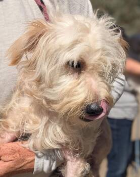 Porto -  Maltese and Poodle Dog for Adoption in Ramona, California - Porto | PetCurious