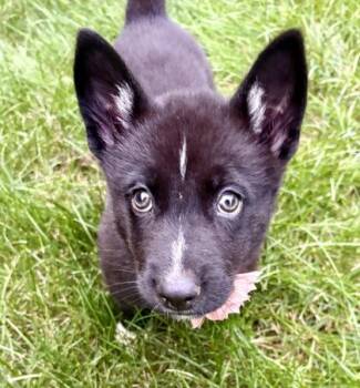 Ember (In Foster Home) -  Shepherd Dog for Adoption in Orland Hills, Illinois - Ember (In Foster Home) | PetCurious