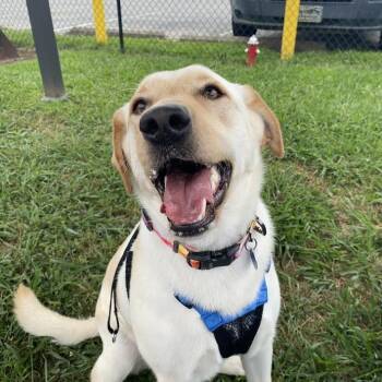 Rescue Mixed Breed Dogs for Adoption in Fletcher, North Carolina - Diva | PetCurious