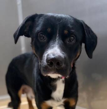 Beau -  Black Labrador Retriever and Australian Cattle Dog Blue Heeler Dog for Adoption in Burgaw, North Carolina - Beau | PetCurious