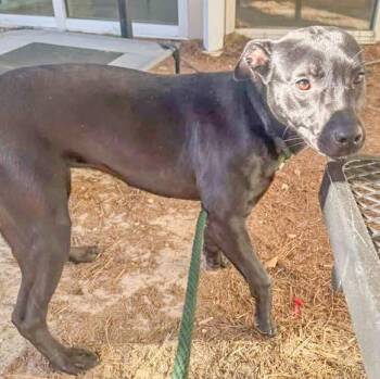 Terrier Dogs Available for Adoption - Winona | PetCurious