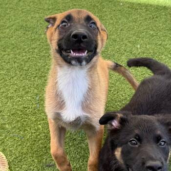 Sly 3769 -  Belgian Shepherd Malinois Dog for Adoption in Loxahatchee Groves, Florida - Sly 3769 | PetCurious