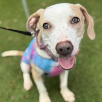 Harley Quinn -  Pit Bull Terrier and Mixed Breed Dog for Adoption in Durham, North Carolina - Harley Quinn | PetCurious