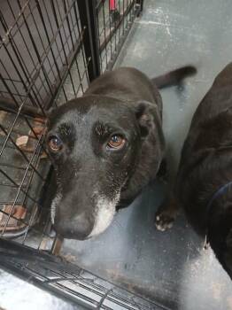 Bailey -  Cardigan Welsh Corgi Dog for Adoption in St. Augustine, Florida - Bailey | PetCurious