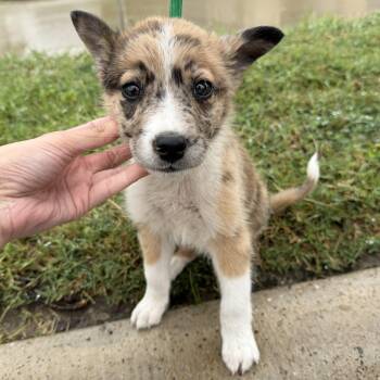 Australian Shepherd and Catahoula Leopard Dog Dogs Available for Adoption in Harlingen, Texas - Chip | PetCurious
