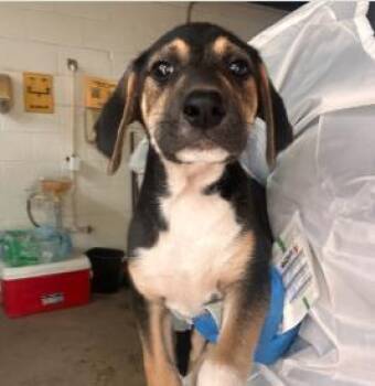 Mixed Breed Dogs Available for Adoption in West Chester, Pennsylvania - Prada | PetCurious