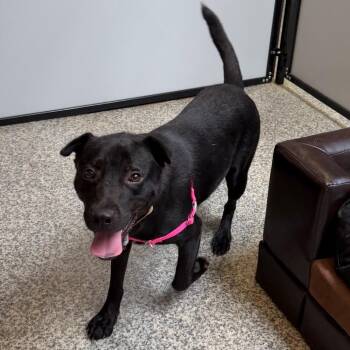 Melody -  Labrador Retriever and Mixed Breed Dog for Adoption in Falls Church, Virginia - Melody | PetCurious