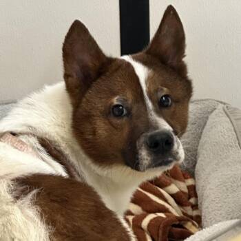 Spartan -  Mixed Breed Dog for Adoption in Lake Jackson, Texas - Spartan | PetCurious