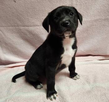 Addie -  Border Collie and Australian Shepherd Dog Available for Adoption in Siloam Springs, Arkansas - Addie | PetCurious