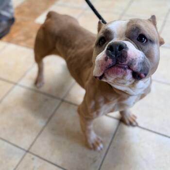 English Bulldog Dogs Available for Adoption in Columbus, Georgia - Sabrina | PetCurious