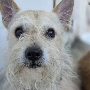 PEPPER -  Terrier Dog for Adoption in Loveland, Colorado - PEPPER | PetCurious