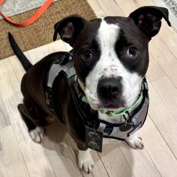 American Staffordshire Terrier Dogs Available for Adoption - Gus Gus | PetCurious