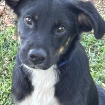 TANNER -  Retriever and Shepherd Dog for Adoption in Chicopee, Massachusetts - TANNER | PetCurious