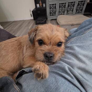 Sandy -  Cairn Terrier and Shih Tzu Dog for Adoption in Southington, Ohio - Sandy | PetCurious