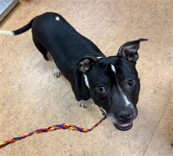 Pit Bull Terrier and Mixed Breed Dogs Available for Adoption - FAITHFUL | PetCurious