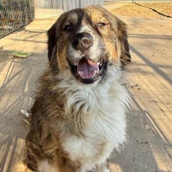 Anatolian Shepherd Dogs Available for Adoption in Wadena, Minnesota - Lola | PetCurious