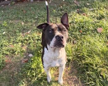 MARCUS -  Staffordshire Bull Terrier and Mixed Breed Dog for Adoption in Houston, Texas - MARCUS | PetCurious