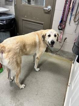 Samuel -  Labrador Retriever and Great Pyrenees Dog for Adoption in Hopkinsville, Kentucky - Samuel | PetCurious