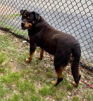 Rottweiler Dogs Available for Adoption in Little Rock, Arkansas - Maleficent | PetCurious