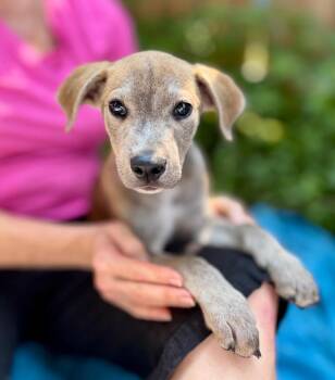 Sanchez -  Mixed Breed Dog for Adoption in Ellijay, Georgia - Sanchez | PetCurious