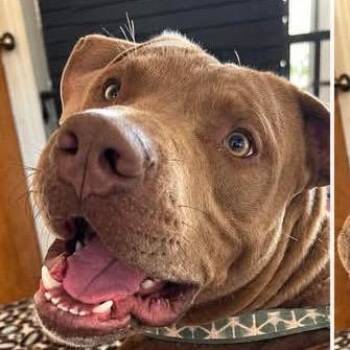 Fanta -  Pit Bull Terrier and Mixed Breed Dog for Adoption in St. Peters, Missouri - Fanta | PetCurious