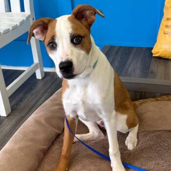 Jack Russell Terrier Dogs Available for Adoption - Brodie | PetCurious