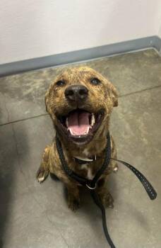 Mountain Cur and Mixed Breed Dogs Available for Adoption - Jimmy | PetCurious