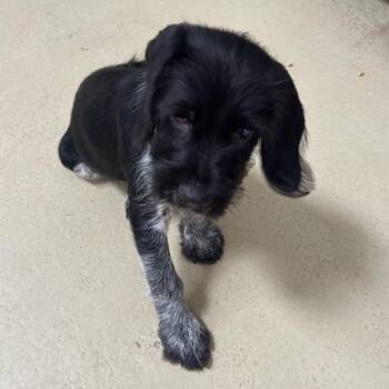 Malakai -  Pointer and Beagle Dog for Adoption in Clarksville, Virginia - Malakai | PetCurious