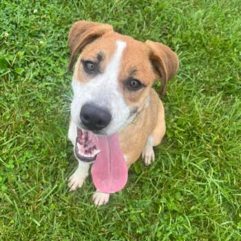 Bella B -  Beagle and Mixed Breed Dog for Adoption in Monticello, Iowa - Bella B | PetCurious