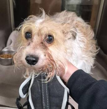 Terrier Dogs Available for Adoption - Pen 217 Murphy | PetCurious