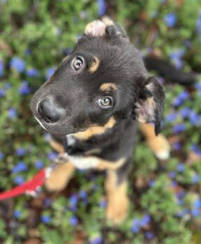 Australian Shepherd and Mastiff Dogs Available for Adoption in Portland, Oregon - Theo | PetCurious
